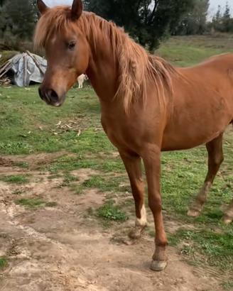 Purosangue arabo per monte