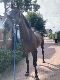 Castrone KWPN 8 anni salto ostacoli