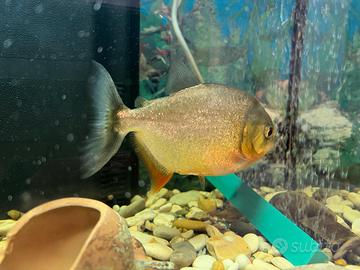 Piranha