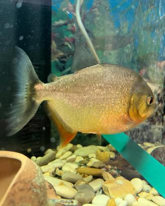 Piranha