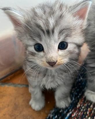 Ultime cucciole di gatto Norvegese delle foreste