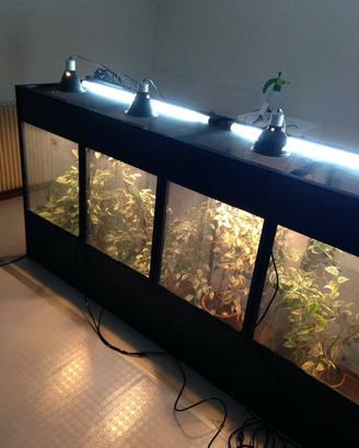 Batteria 4 terrari per camaleonti su misura