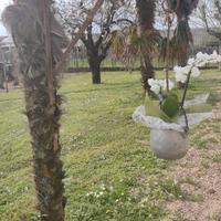 porta fiori con catenella e varie