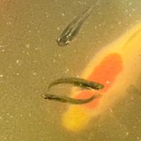 Piccoli Pesci da Laghetto