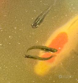 Piccoli Pesci da Laghetto