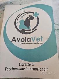 Cucciola di gattina SPHYNX