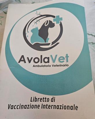 Cucciola di gattina SPHYNX