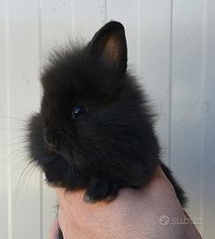 Conigli Coniglietti Testa Leone cuccioli