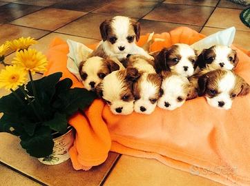 Cuccioli di cavalier king