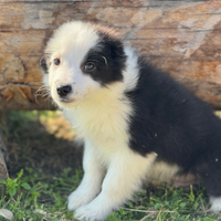 Border collie