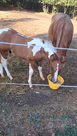 Cavalla con puledro