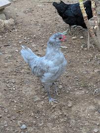 Gallo Arucana British