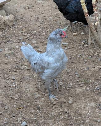 Gallo Arucana British