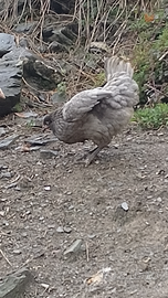 Galline da uova e ornamentali