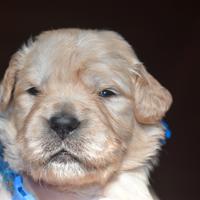 CUCCIOLI Golden Retriever