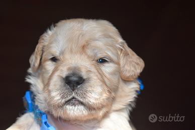 CUCCIOLI Golden Retriever