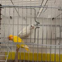 Coppie di inseparabili riproduttive