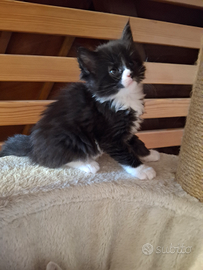 Cucciolo maschio di maine coon