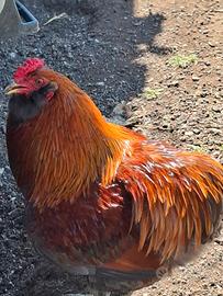 Gallo razza araucana senza coda marrone