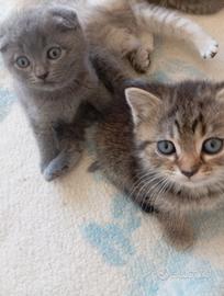 Scottish fold e straight ( no pedigree simil)