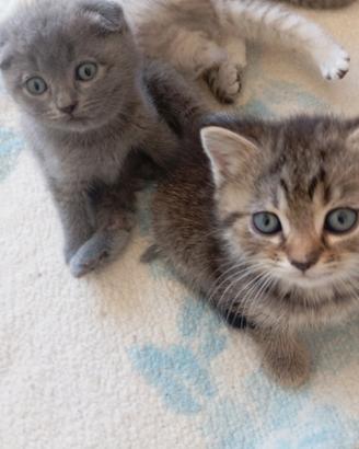 Scottish fold e straight ( no pedigree simil)