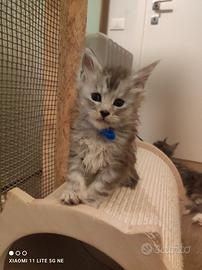 Maine coons cuccioli