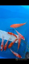 Koi nate fine maggio