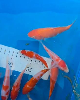 Koi nate fine maggio
