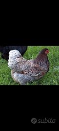 Galline ornamentali