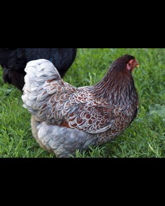 Galline ornamentali