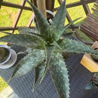 Pianta Aloe