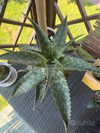 Pianta Aloe