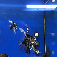 ! Attività di prodotti per Animali e Ac