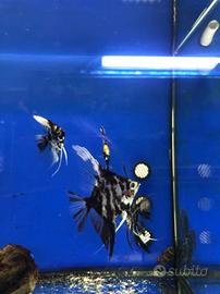 ! Attività di prodotti per Animali e Ac