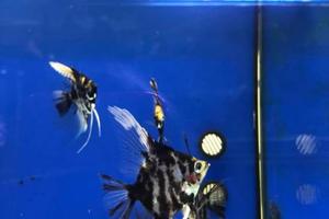 ! Attività di prodotti per Animali e Ac