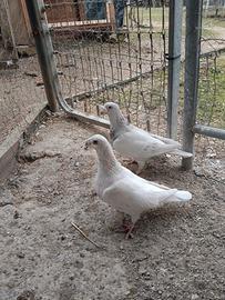 Piccioni Viaggiatori Italiani