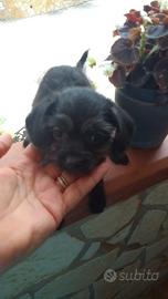 Maltipoo