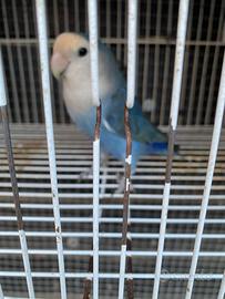 Pulli di inseparabile da allevare a mano