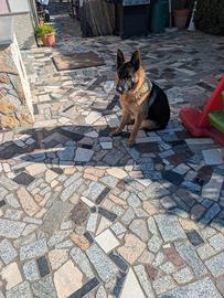 Cucciola di pastore tedesco originale