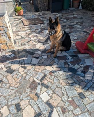 Cucciola di pastore tedesco originale