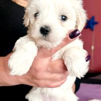 Cucciola maltese.Roma