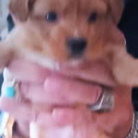 Cuccioli di cagnolini