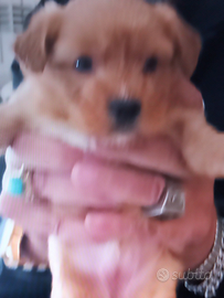 Cuccioli di cagnolini