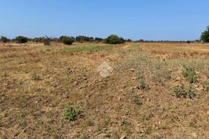 TER. AGRICOLO A ALEZIO