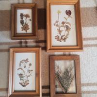 Set quadri di fiori pressati