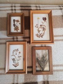 Set quadri di fiori pressati