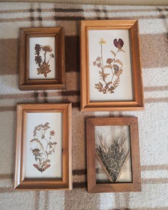 Set quadri di fiori pressati