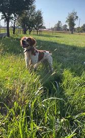 Cane EPAGNEUL BRETON 3 anni