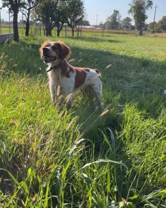 Cane EPAGNEUL BRETON 3 anni