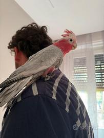 Cacatua roseicapilla